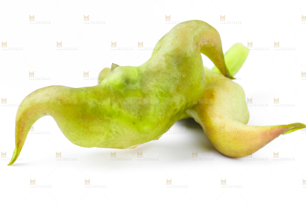 浅底上的新鲜菱角