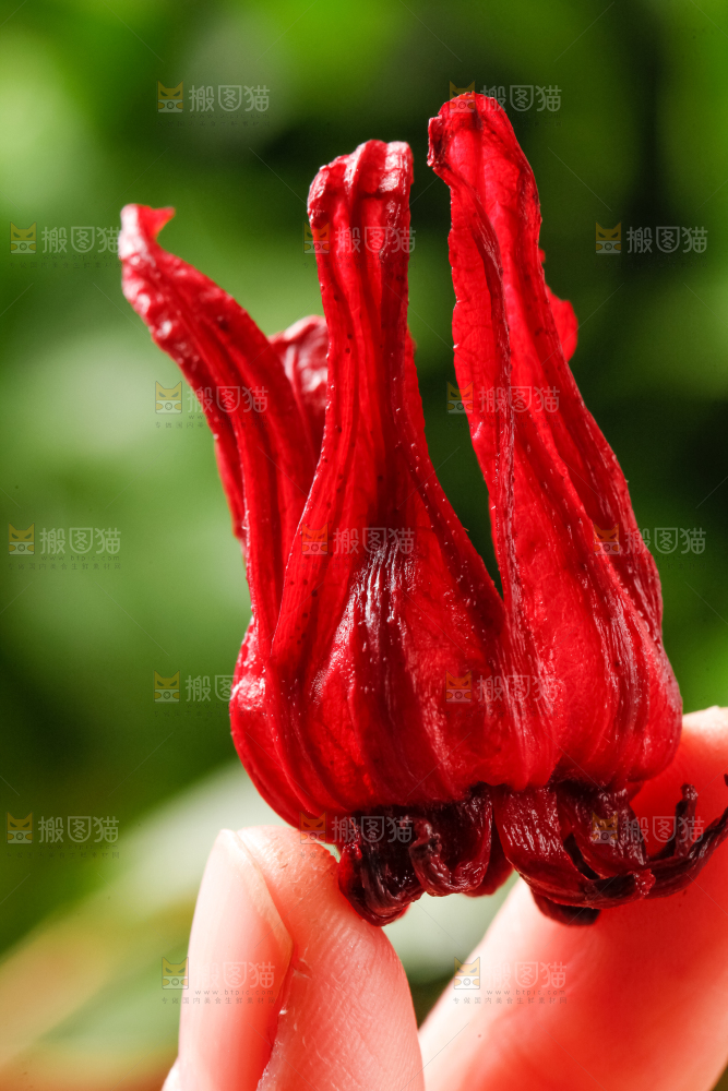 手里拿着洛神花