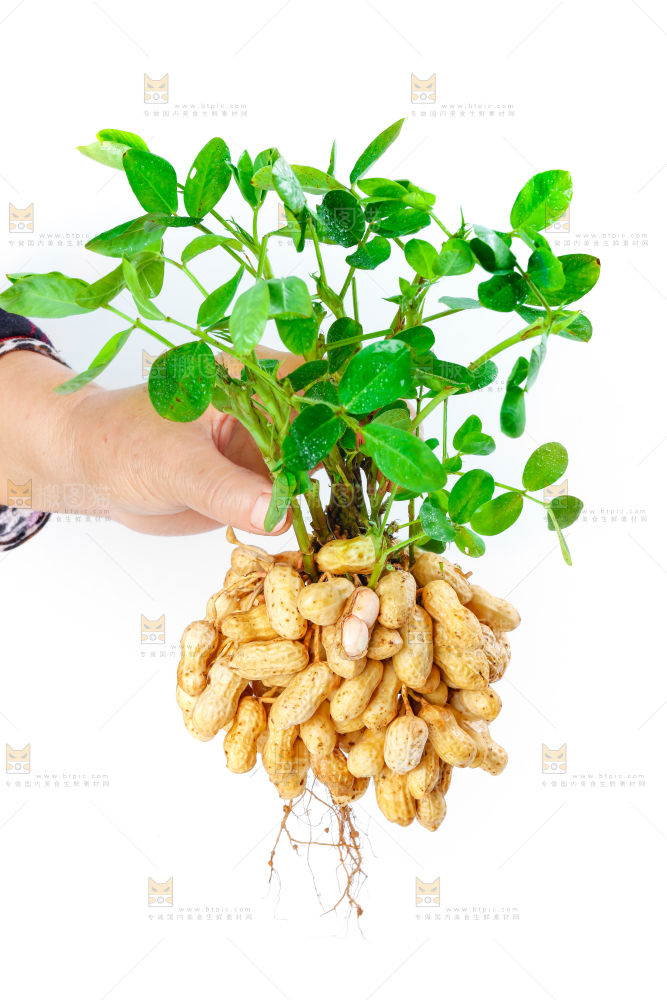 白底上手里拿着新鲜带壳花生