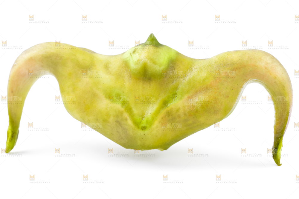 浅底上的新鲜菱角