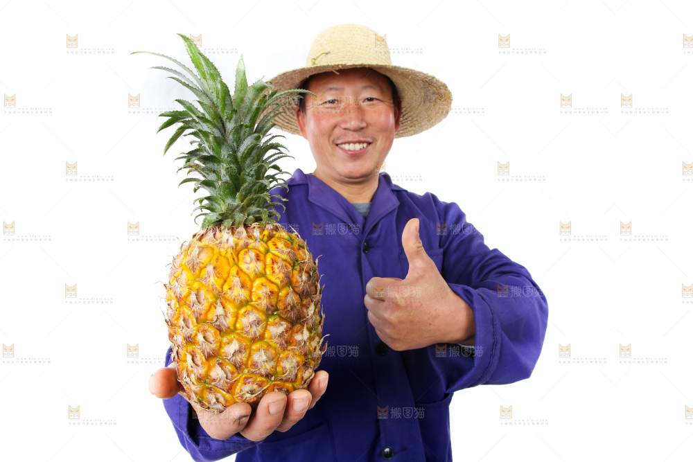 农民手里拿着香水菠萝