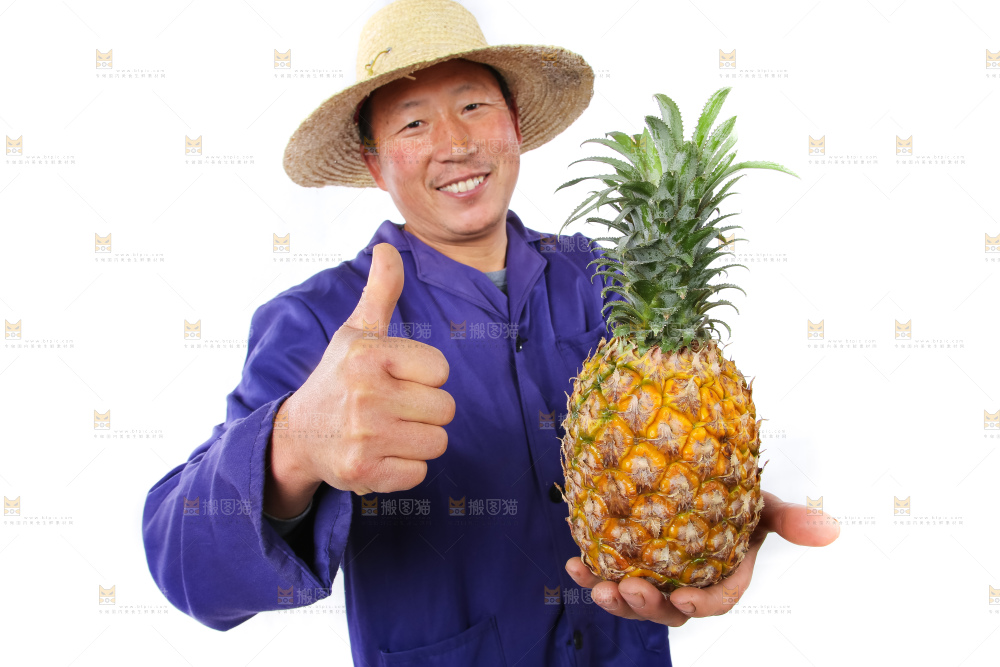 农民手里拿着香水菠萝