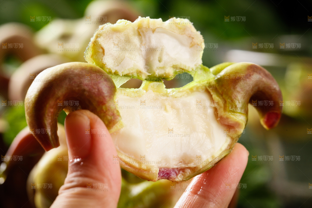 手里拿着新鲜菱角