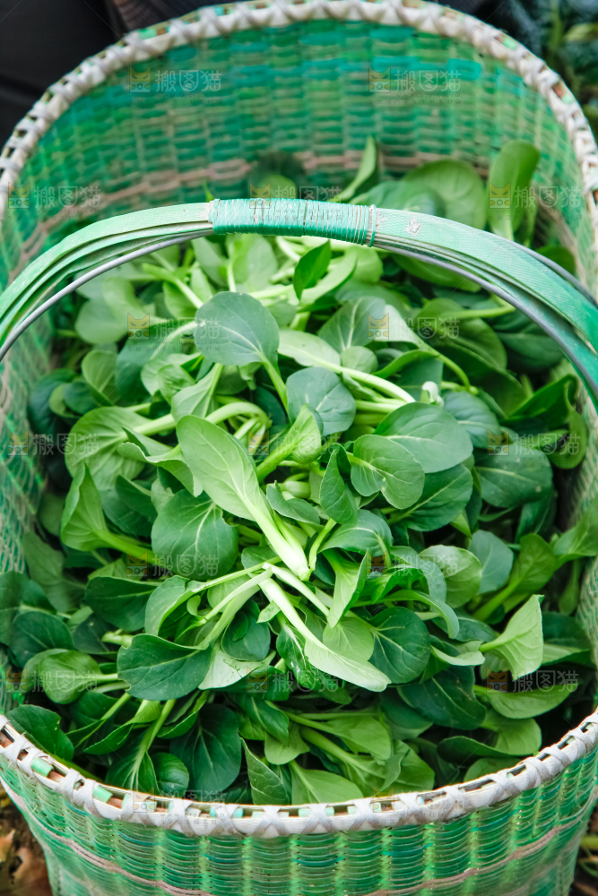篮子里装着蔬菜