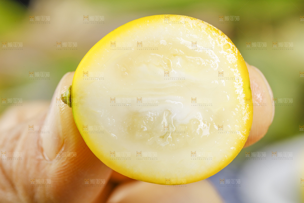 手里拿着广西脆皮金桔