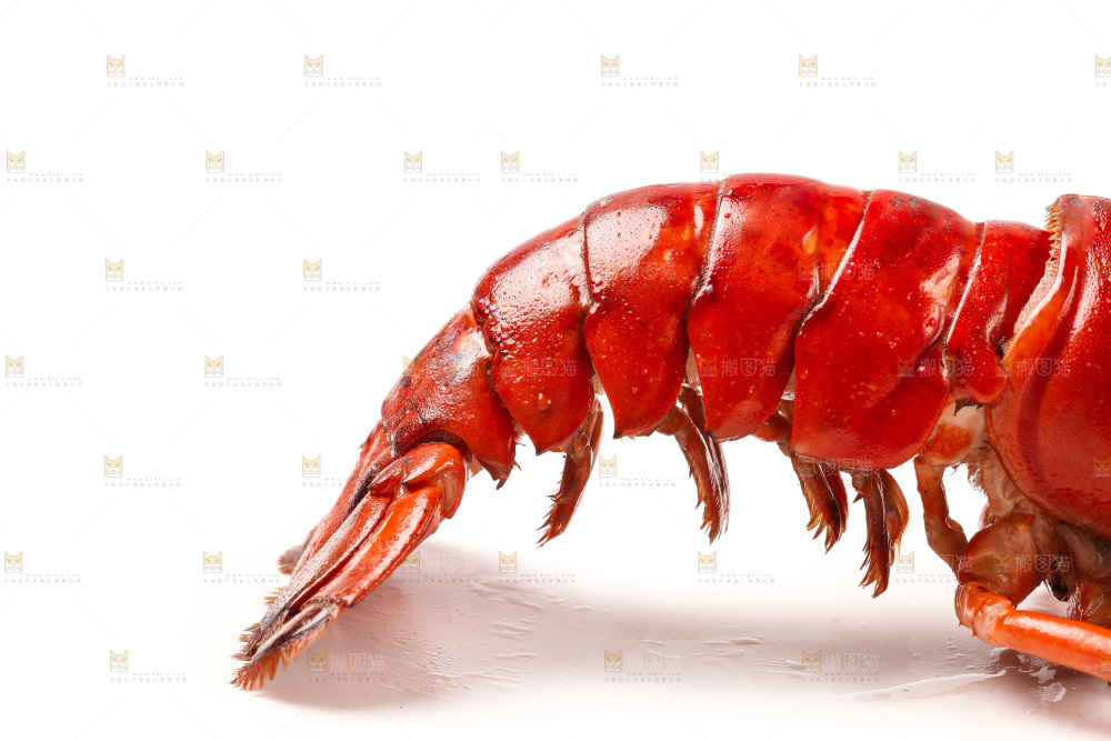 白底上放着澳洲龙虾
