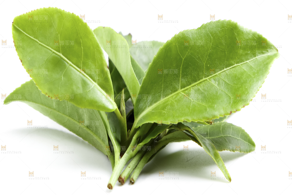 白底上的茶叶