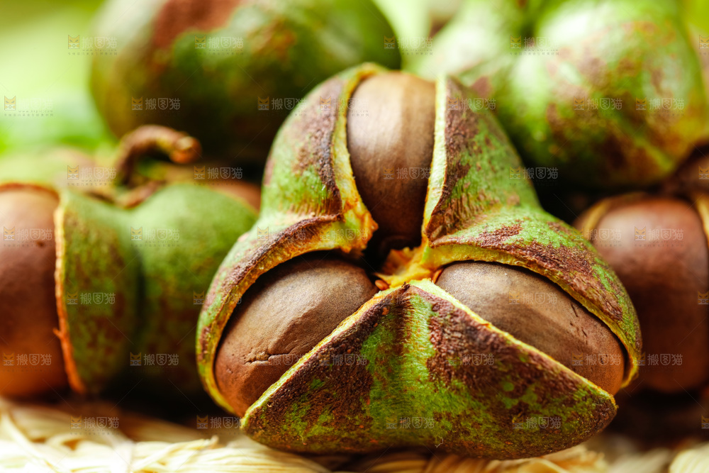 深底上的茶树果
