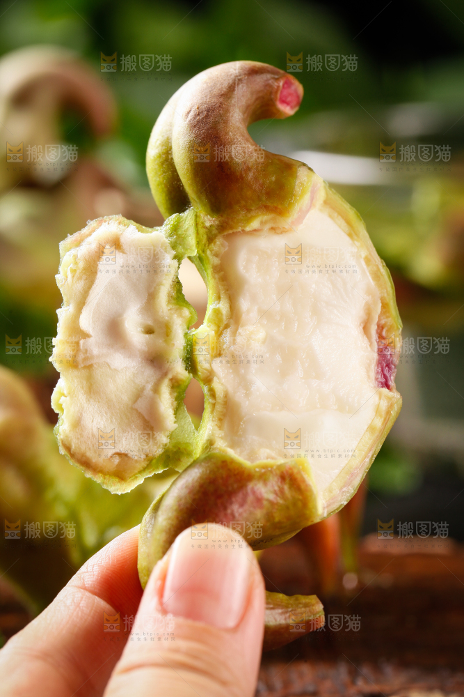 手里拿着新鲜菱角