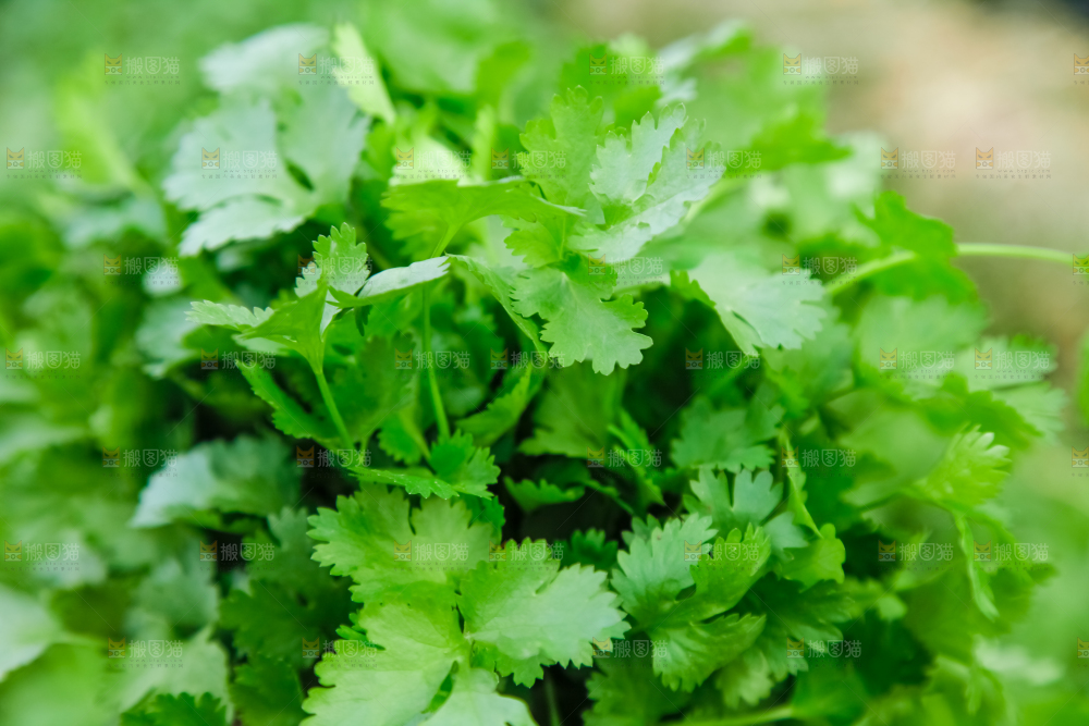 地里种着蔬菜