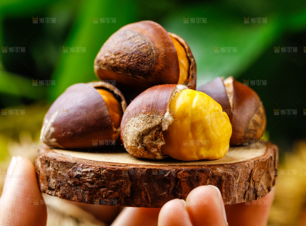 手里拿着毛栗子