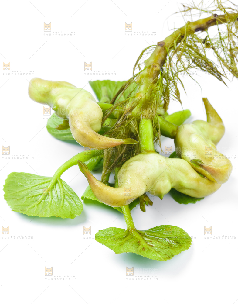 浅底上的新鲜菱角