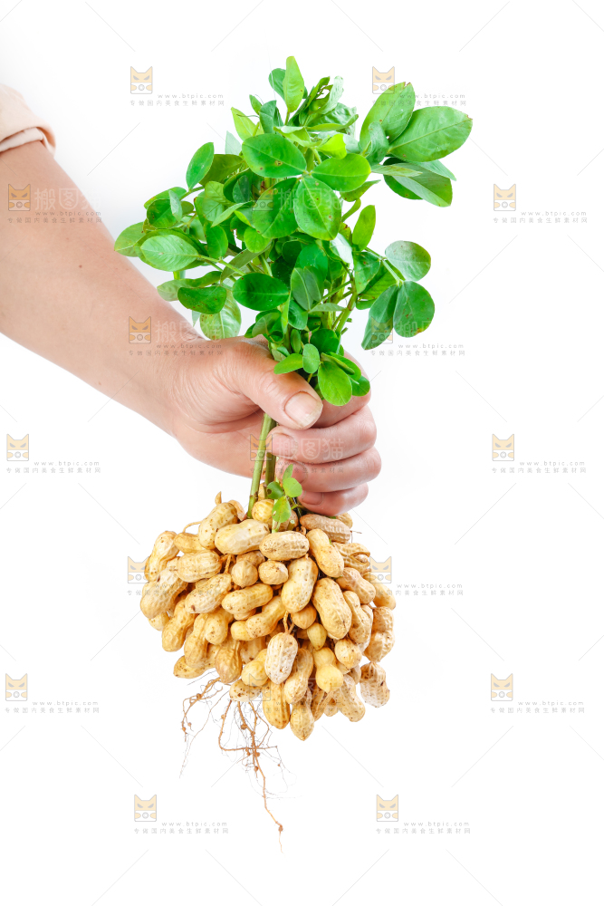 白底上手里拿着新鲜带壳花生