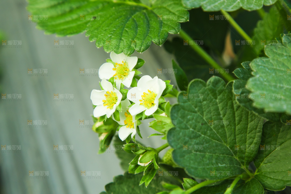 草莓种植基地