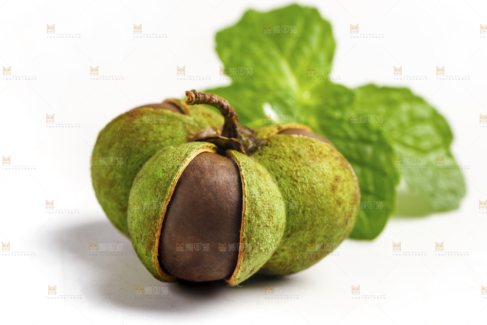 白底上摆放着茶树果