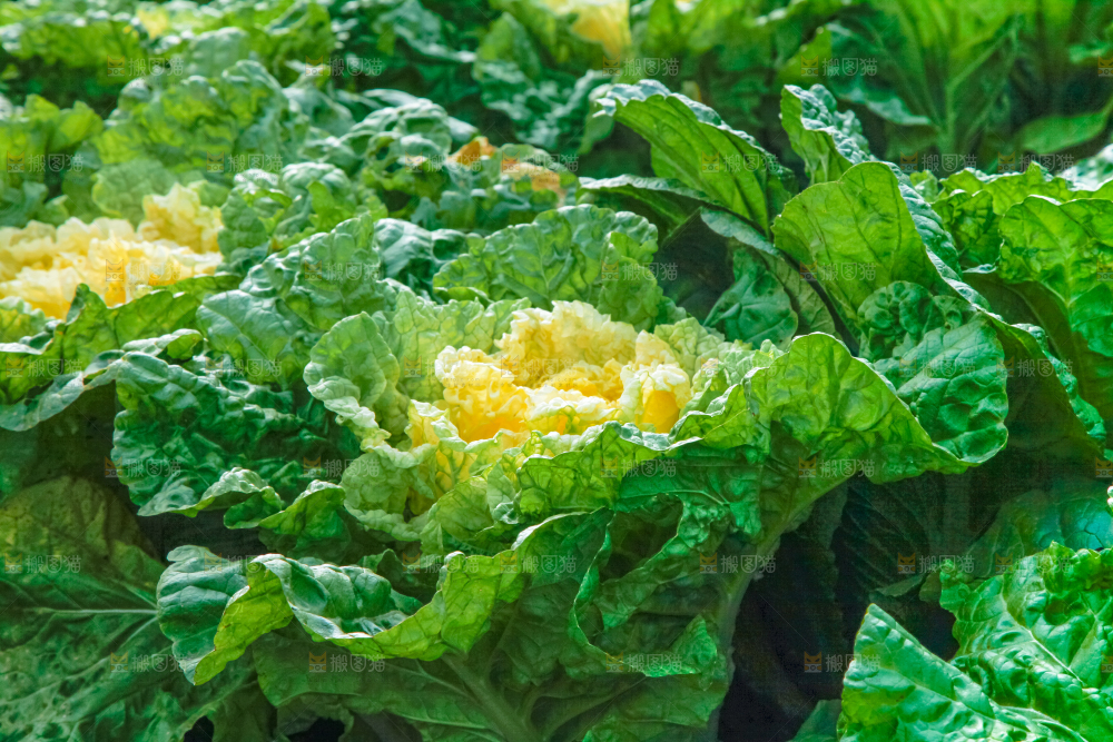 白菜产地