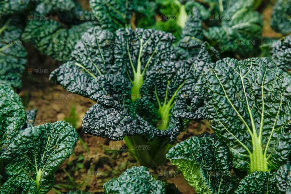 地里种着蔬菜