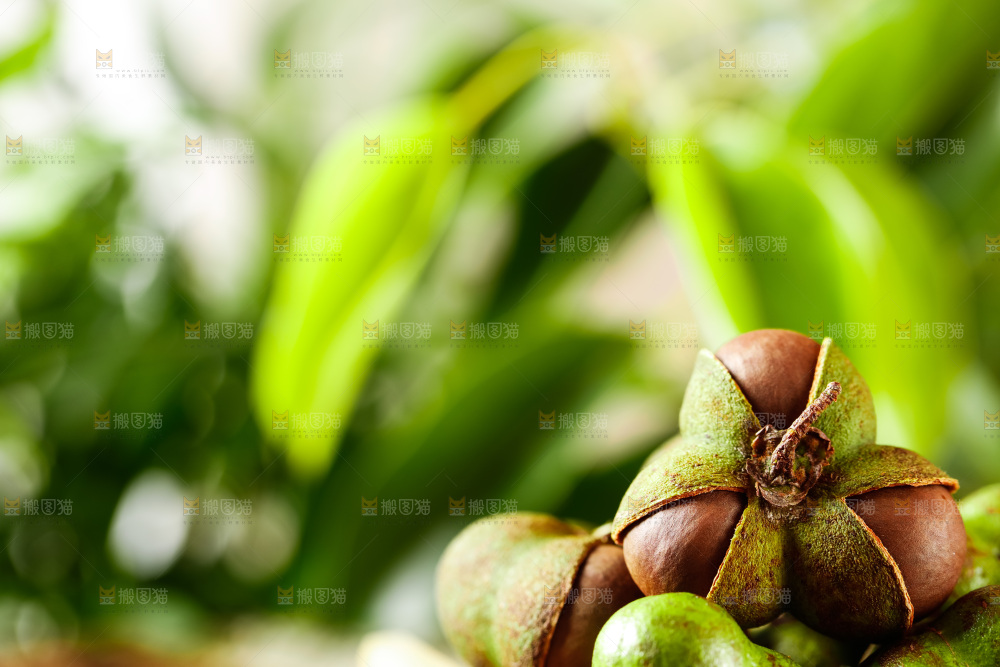 深底上的茶树果