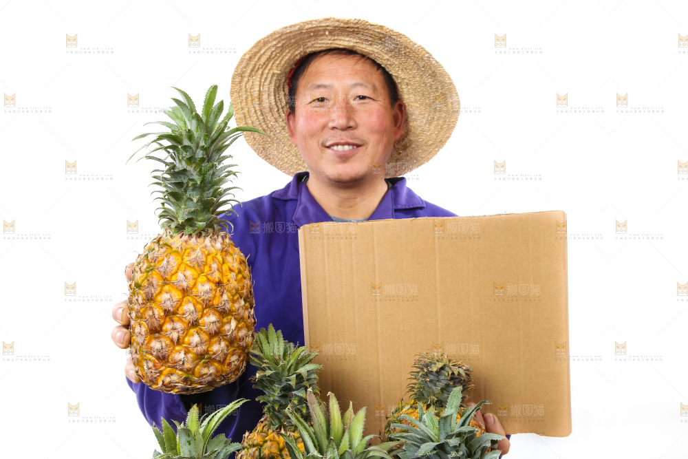 农民手里拿着香水菠萝
