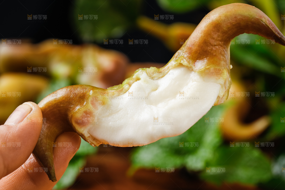 手里拿着新鲜菱角