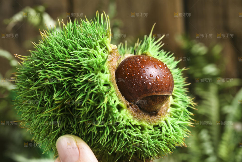 手里拿着新鲜板栗