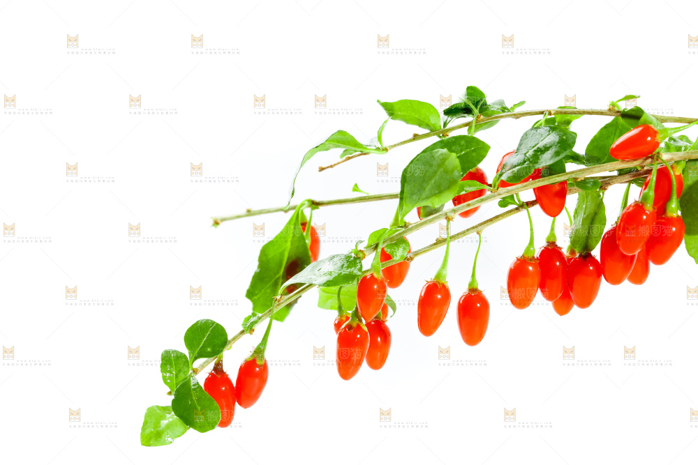 白底上放着枸杞