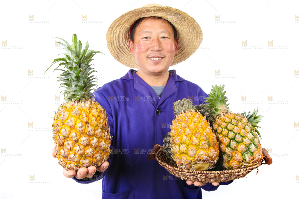 农民手里拿着香水菠萝