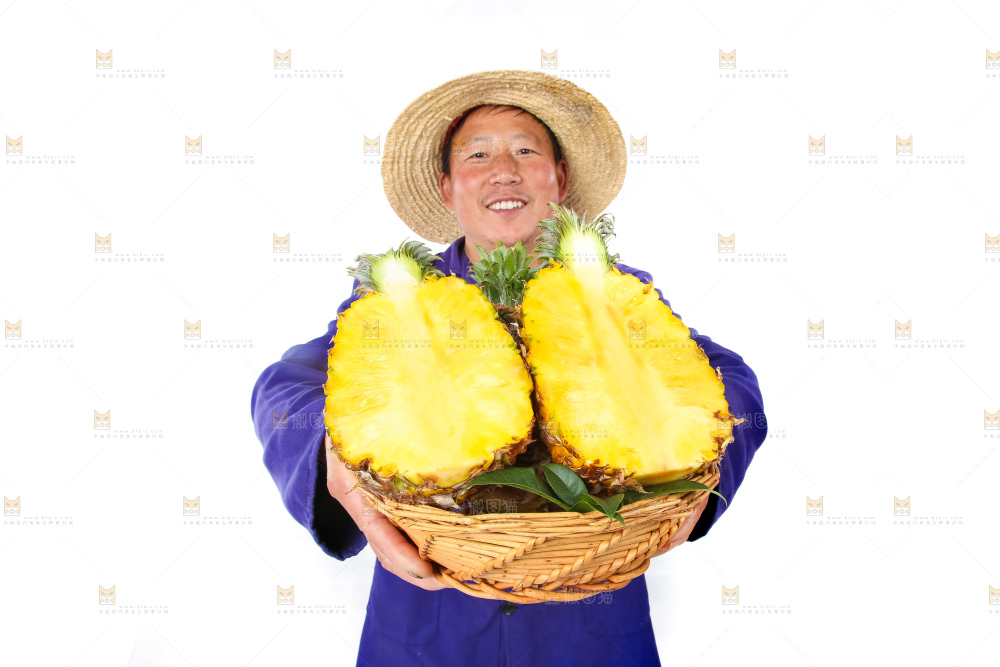 农民手里拿着香水菠萝