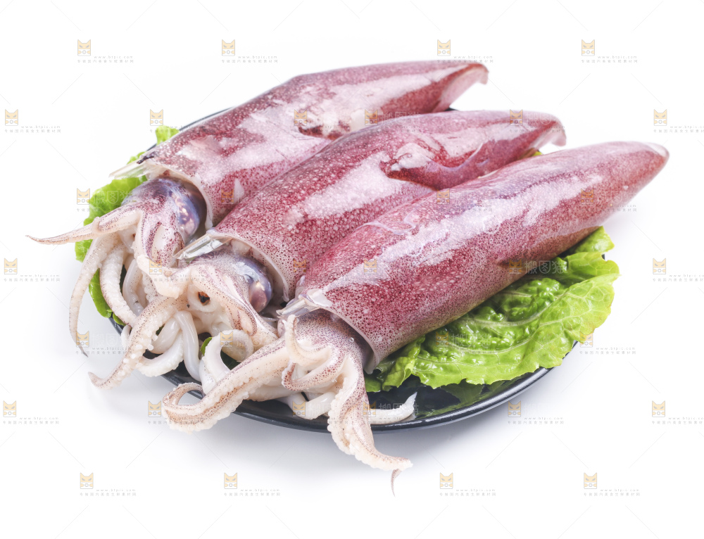 白底上的鱿鱼
