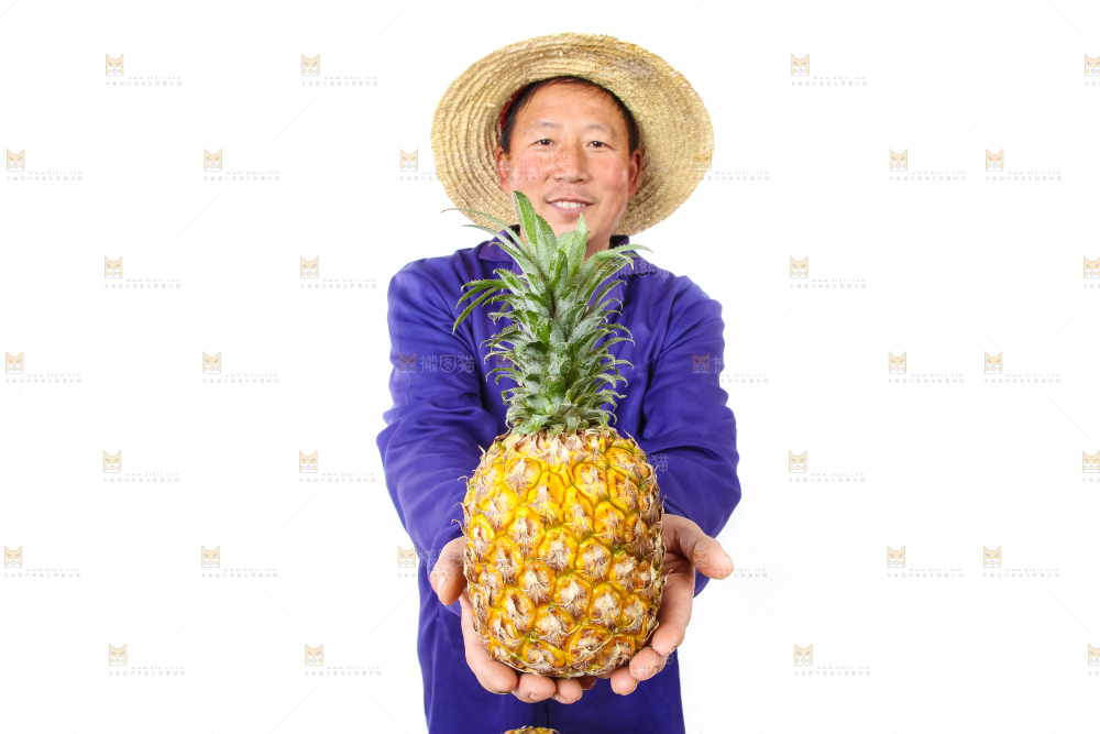 农民手里拿着香水菠萝