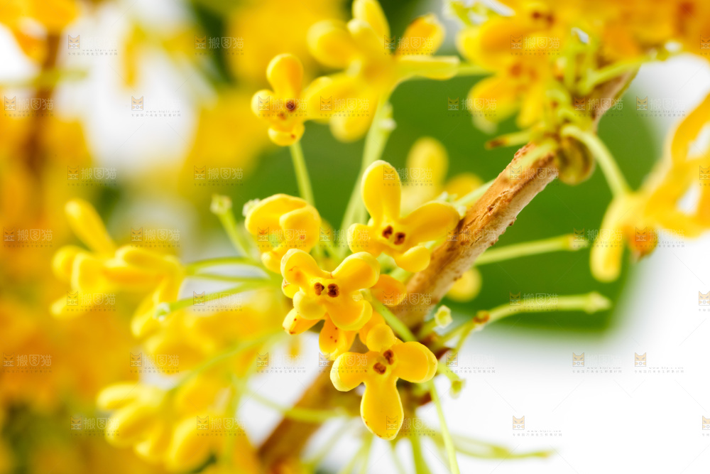 白底上放着新鲜桂花