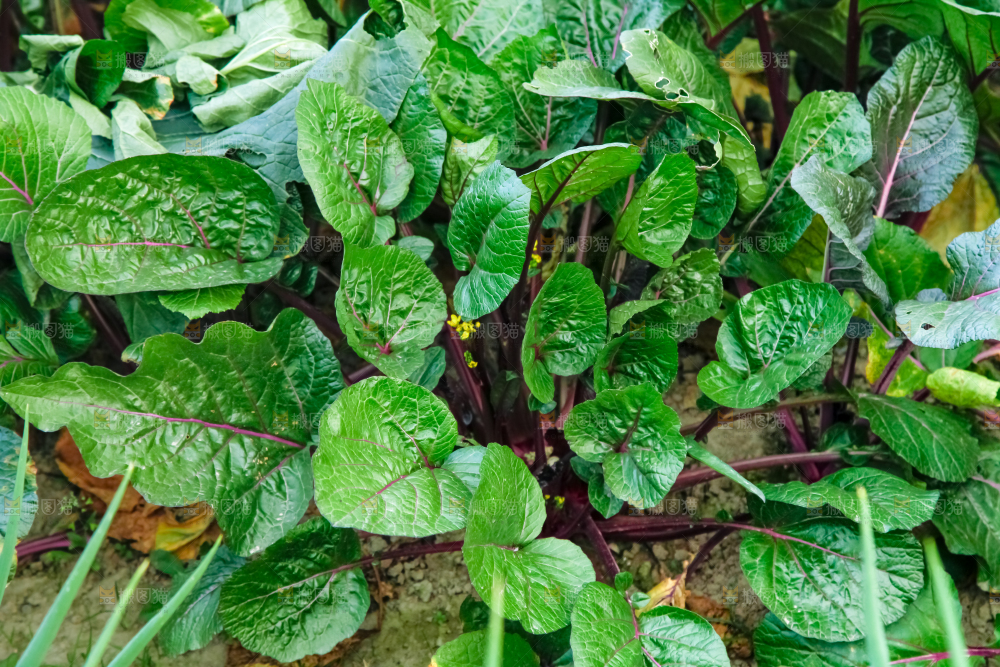 地里种着蔬菜