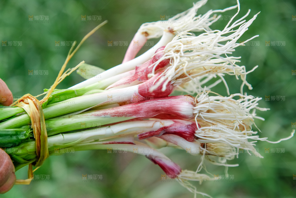 手里拿着蒜苗