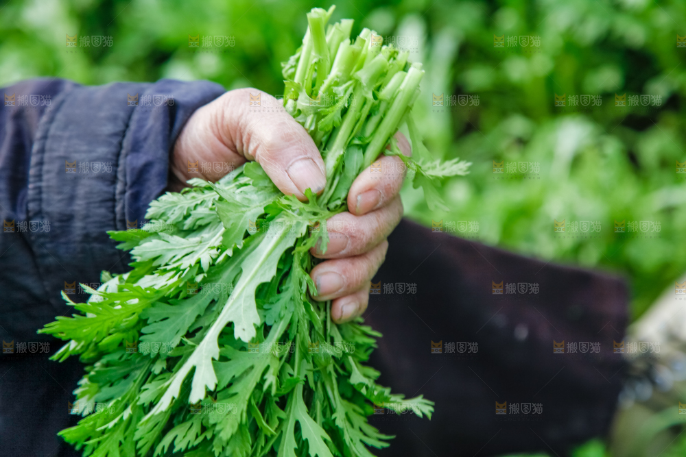 地里种着蔬菜