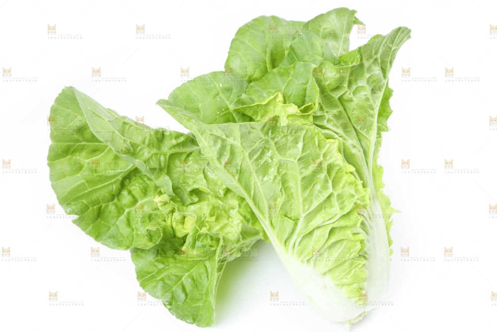 白底上放着大白菜