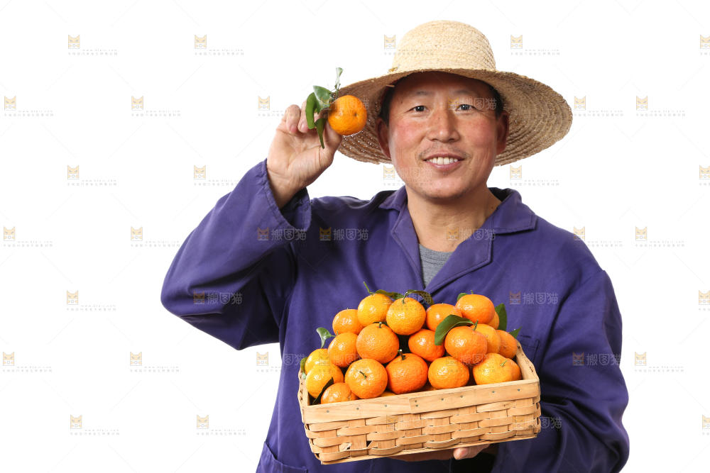 农民手里捧着广西砂糖橘