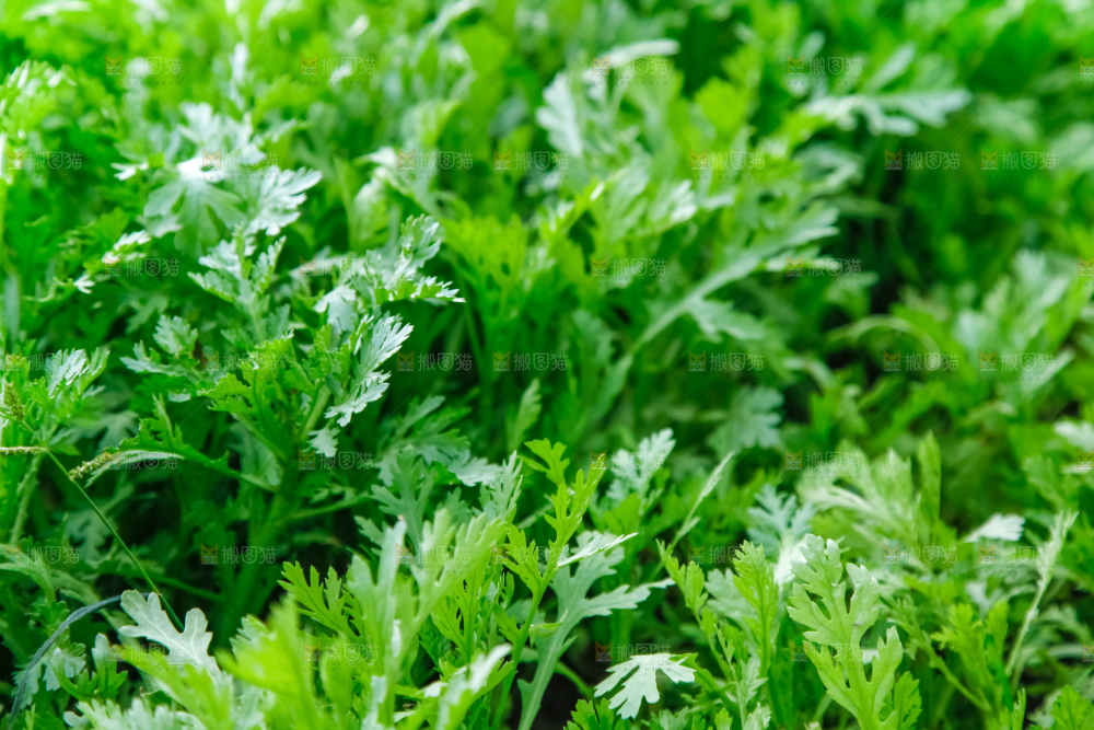 地里种着蔬菜