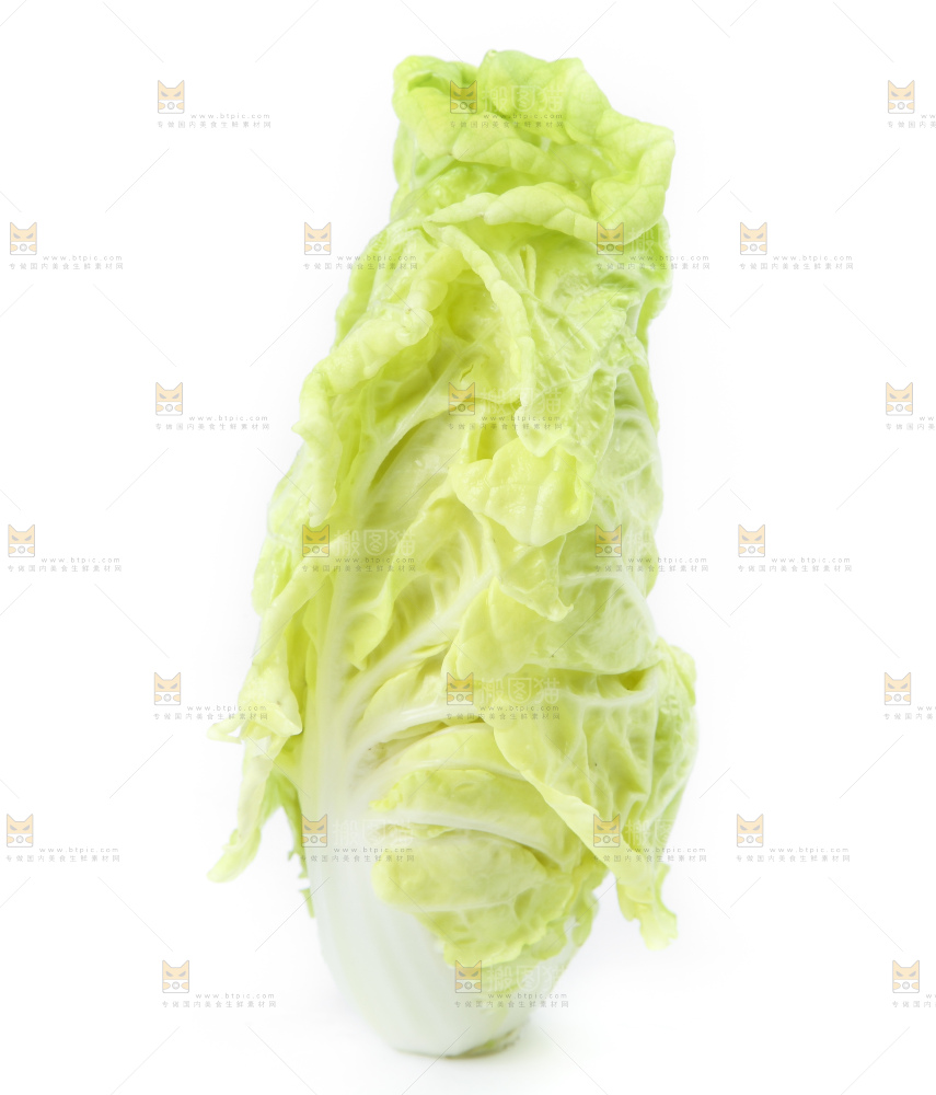 白底上放着大白菜