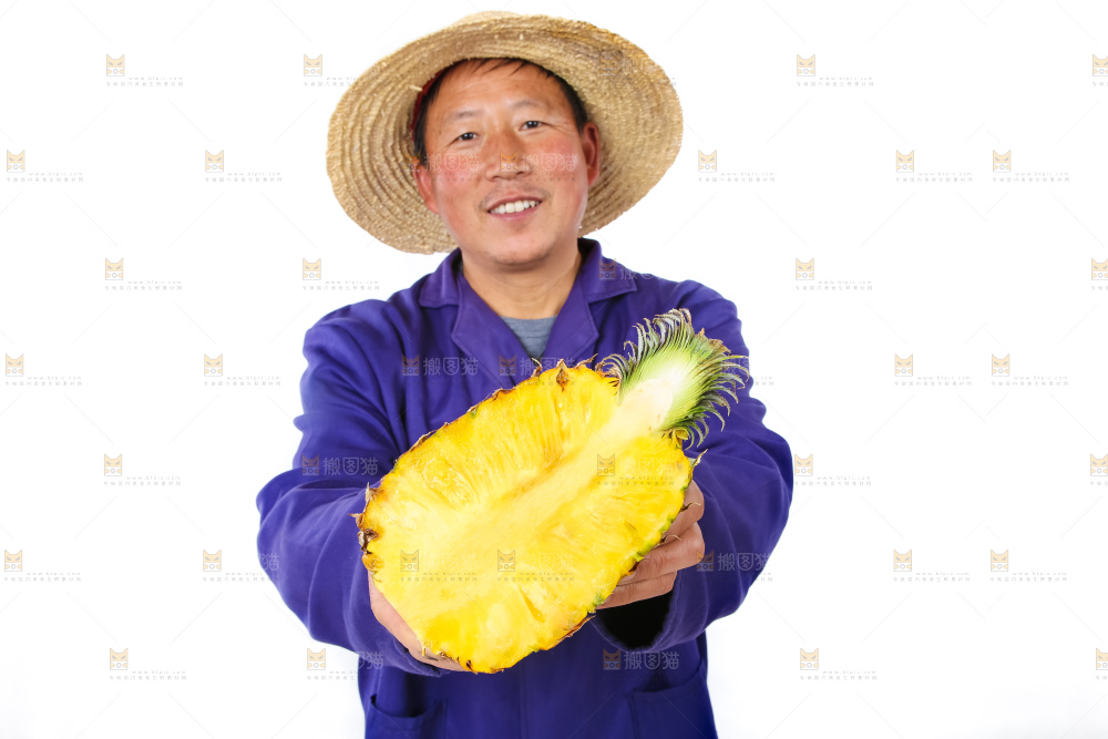 农民手里拿着香水菠萝