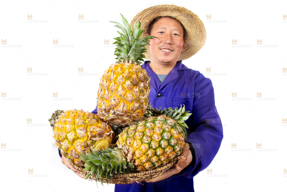 农民手里拿着香水菠萝