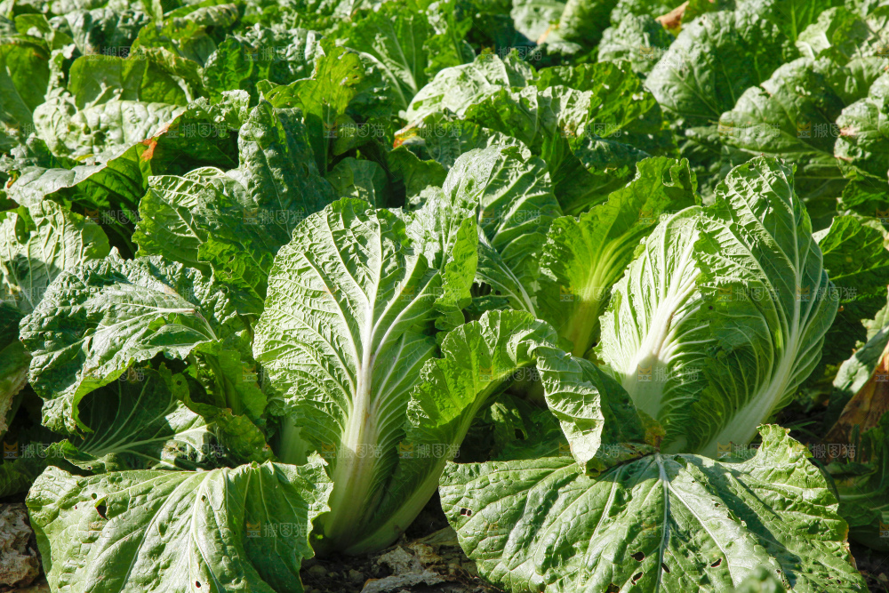 地里种着蔬菜