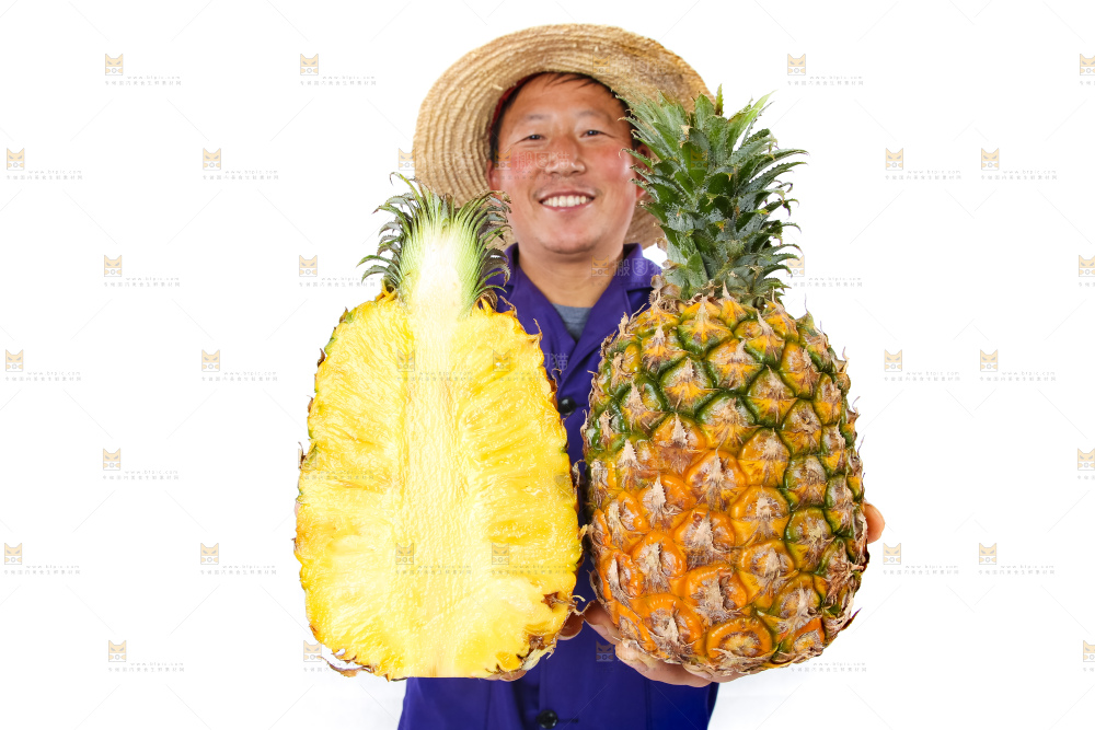 农民手里拿着香水菠萝