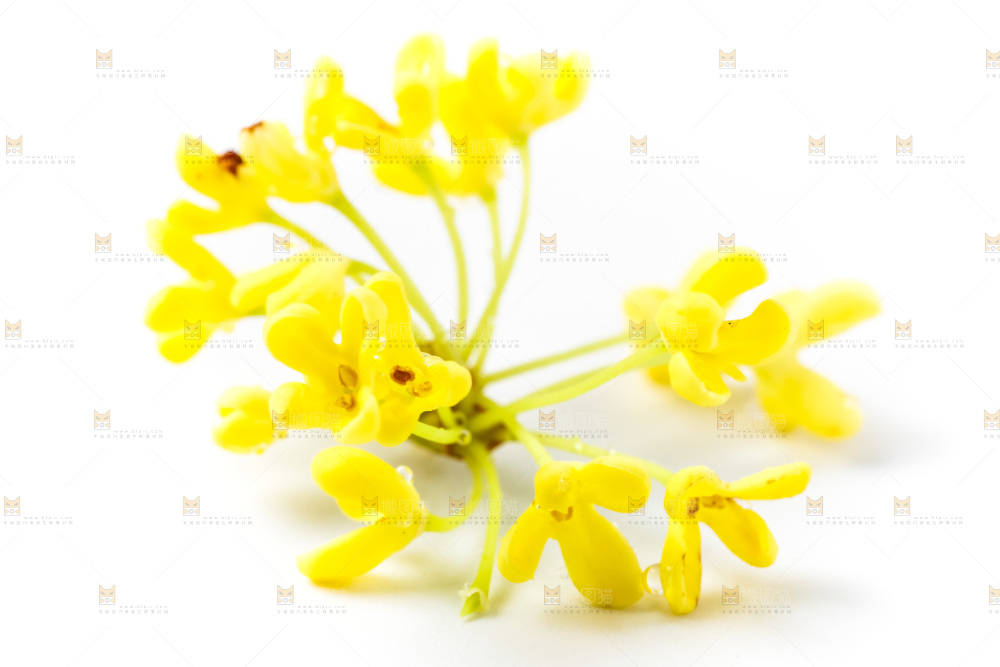 白底上放着新鲜桂花