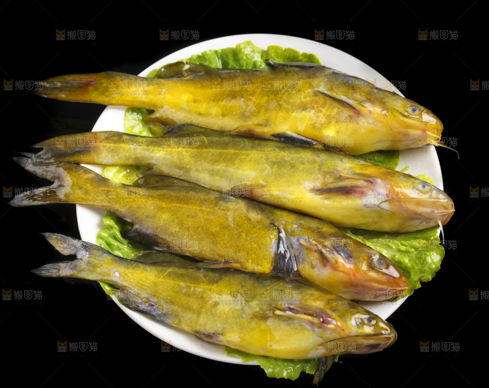 黑底上的黄骨鱼