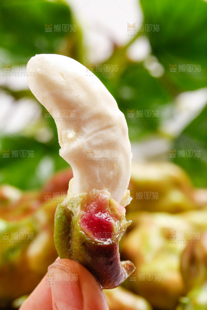 手里拿着新鲜菱角