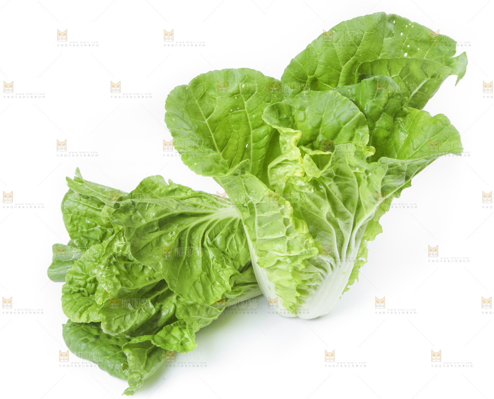 白底上放着大白菜