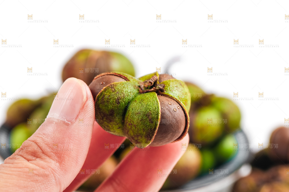 手里拿着茶树果