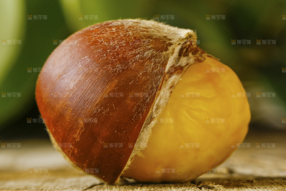 木底上的迁西板栗