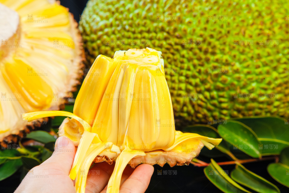 深底上的越南进口菠萝蜜