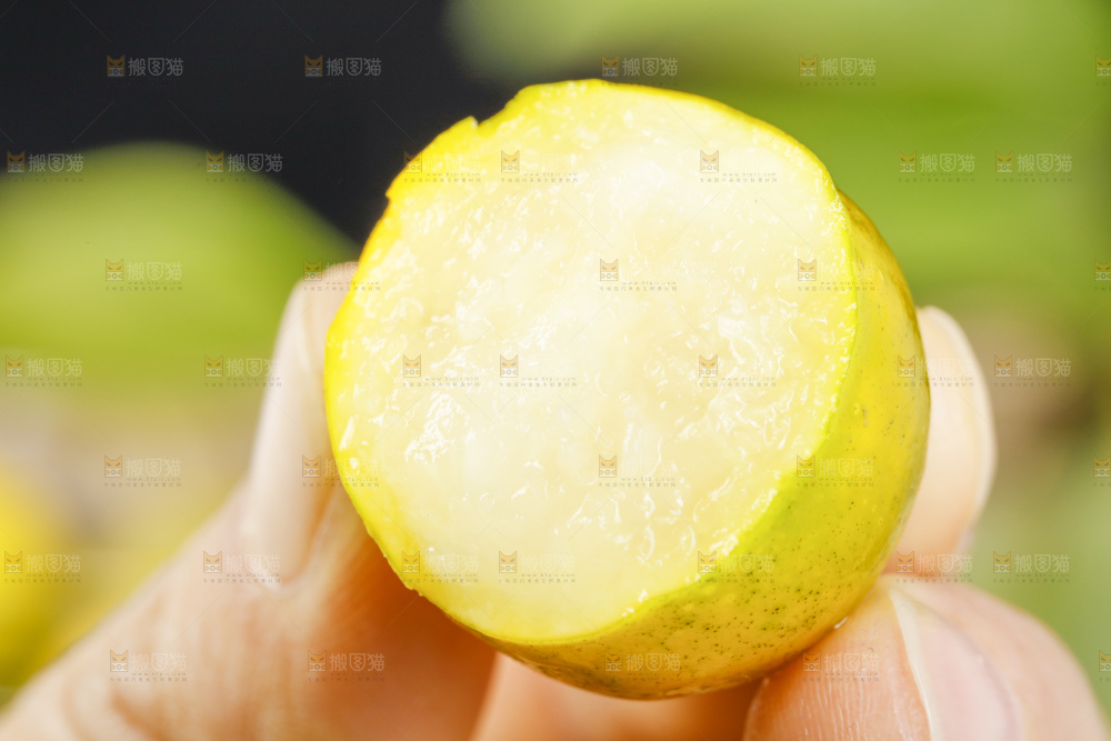手里拿着广西脆皮金桔